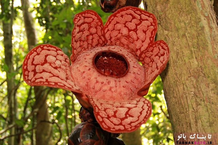کشف گونه‌ی جدیدی از گیاه «رافلزیا» (Rafflesia) در اندونزی