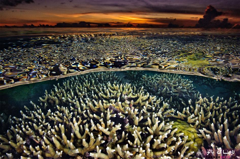 عکس هایی دیدنی از قلب مرجانی فیلیپین