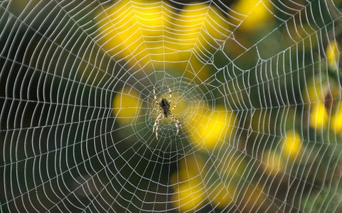 تایم لپسی زیبا از هنر معماری یک عنکبوت