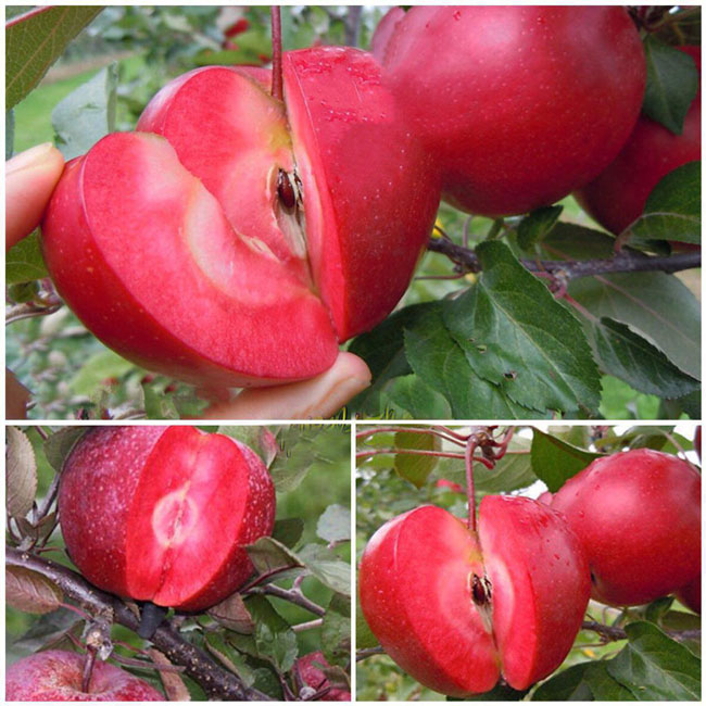 سیب تو سرخ، سیبی کمیاب در آذربایجان ایران+عکس