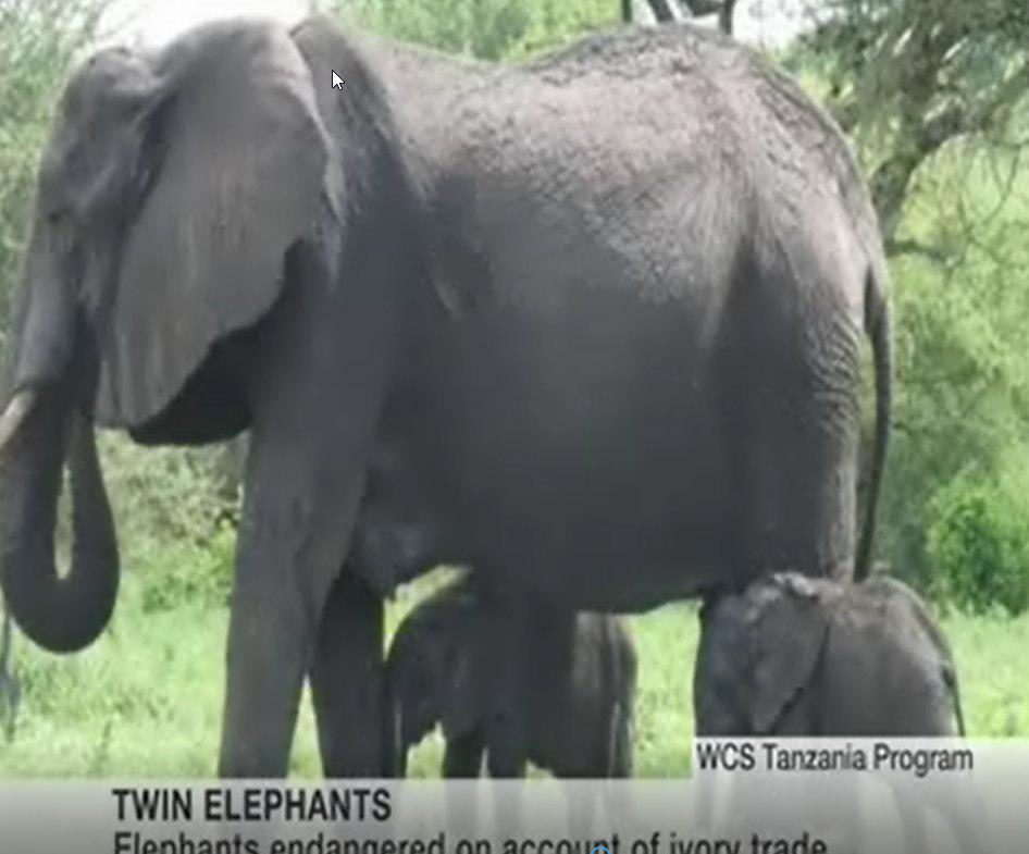 پدیده نادر تولد بچه فیل‌های دوقلو در تانزانیا +عکس