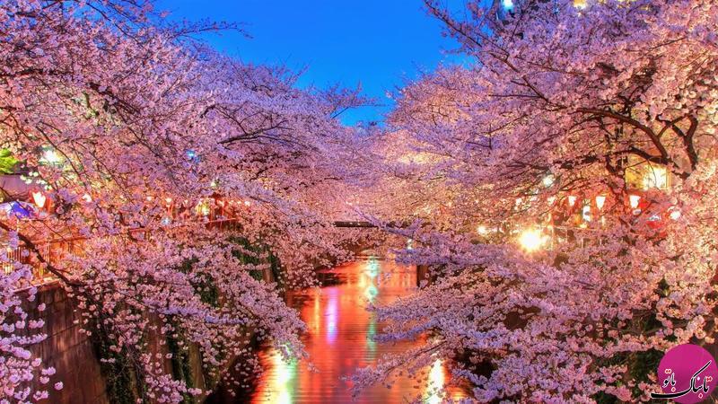 هانامی, جشنواره ی شگفت انگیز شکوفه ها در ژاپن