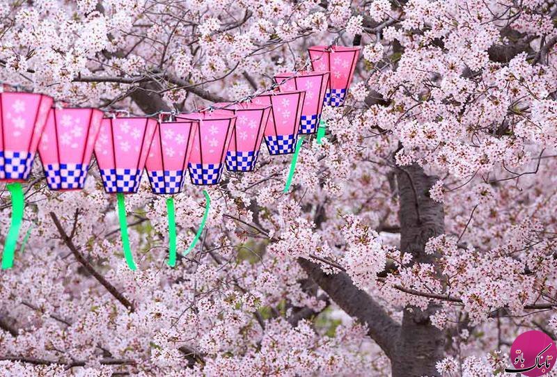 هانامی, جشنواره ی شگفت انگیز شکوفه ها در ژاپن