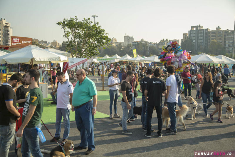 جشنواره ی عجیب  برای تفریح سگ ها در لبنان!