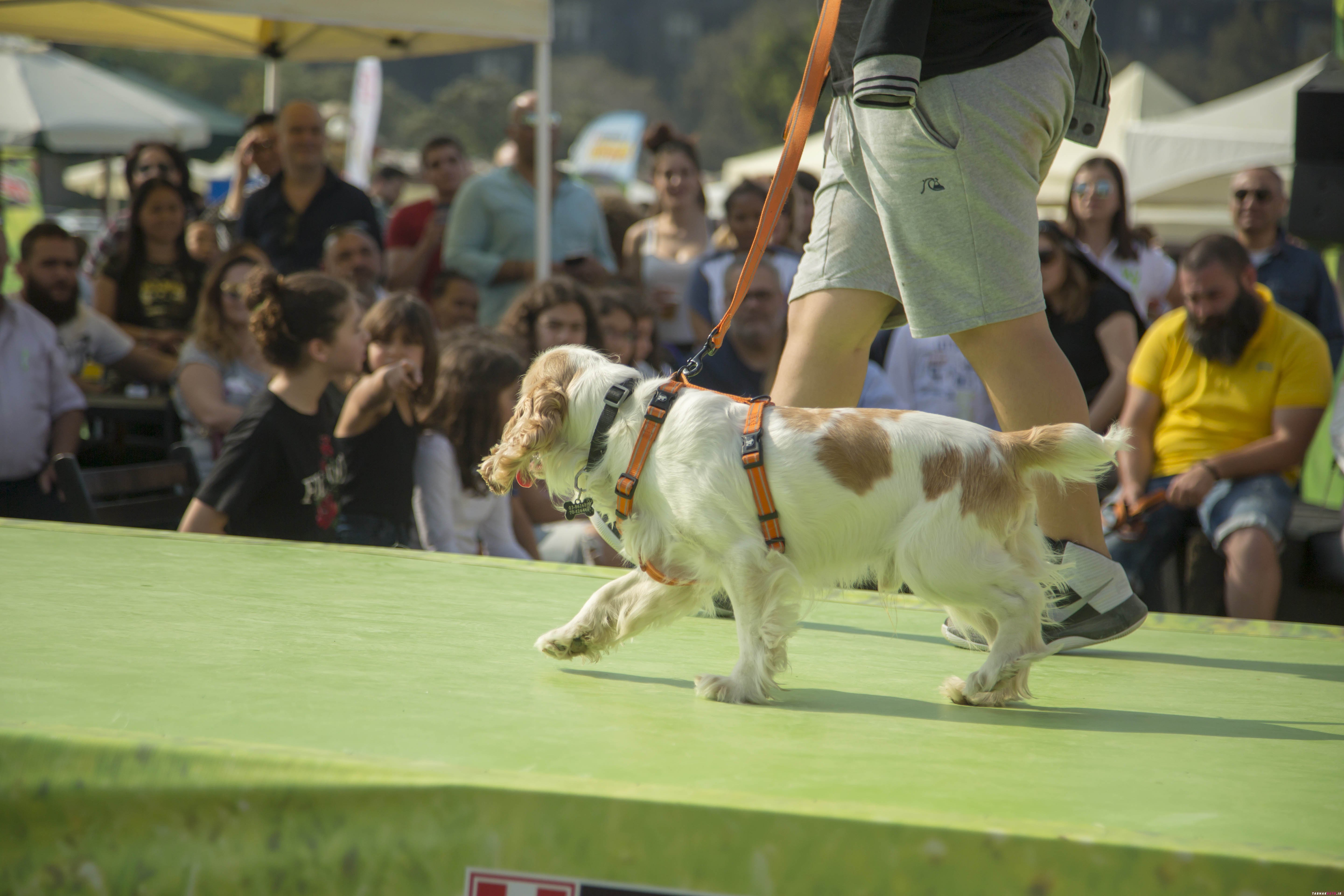جشنواره ی عجیب  برای تفریح سگ ها در لبنان!
