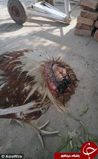 مرغی که یک هفته بدون سر زنده مانده است +تصاویر