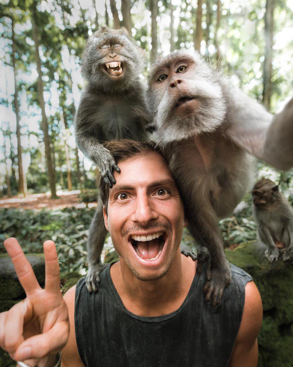 میمون ها هم سلفی می گیرند + عکس
