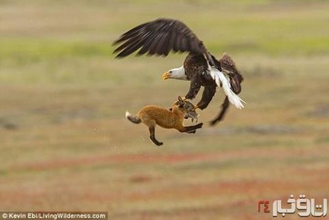 جنگ عقاب و روباه بر سر شکار یک خرگوش+عکس