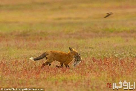 جنگ عقاب و روباه بر سر شکار یک خرگوش+عکس