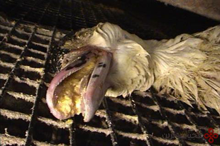 جگر چرب اردک شکنجه شده، یک غذای گران فرانسوی+عکس