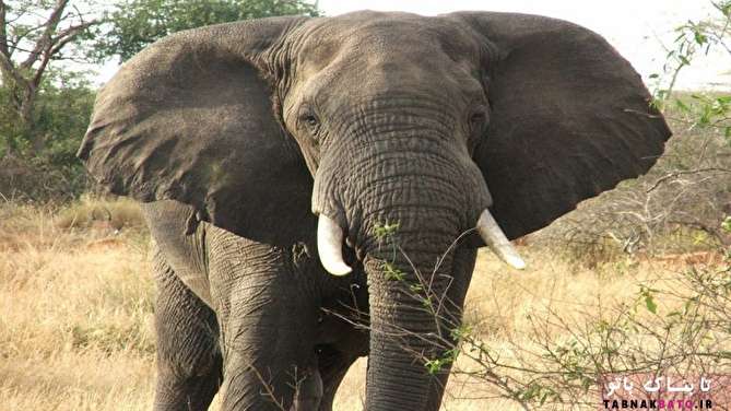سرانجام مرگبار هیپنوتیزم کردن یک فیل!