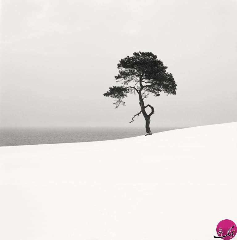تصاویری زیبا از منظره‌ی برفی درختان
