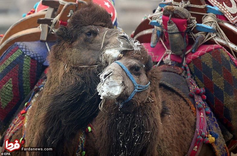 عجیب‌ترین مسابقه شتر‌ها که در عمرتان ندیده اید+عکس