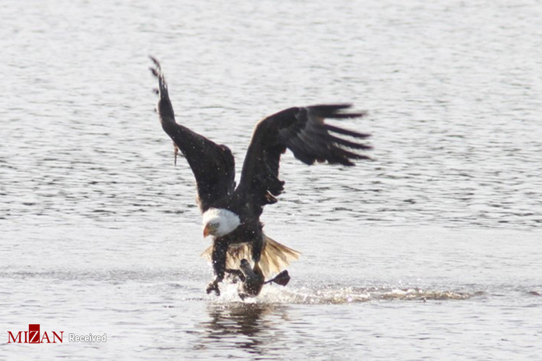 لحظه شکار اردک توسط عقاب +عکس