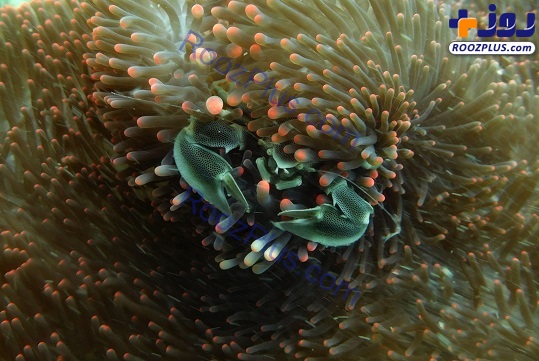 استتار بسیار جالب خرچنگ دریایی+عکس
