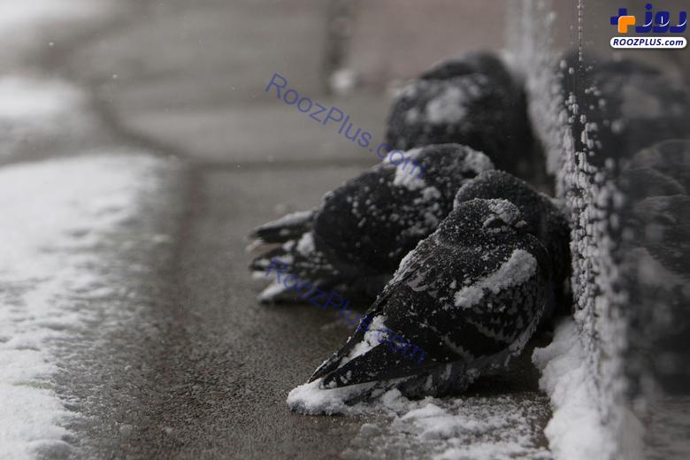 یخ زدن پرندگان در سرمای سخت نیویورک +عکس