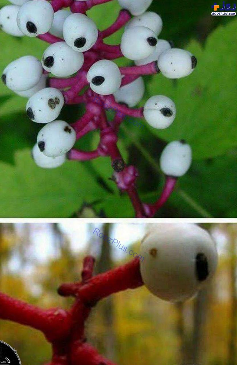 گیاه عجیب چشم عروسک+عکس