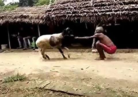 مبارزه عجیب پیرمرد هندو با یک گوسفند