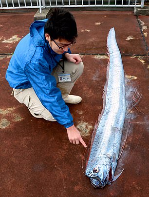 ماهی های مرموز هشداری بر وقوع سونامی در ژاپن