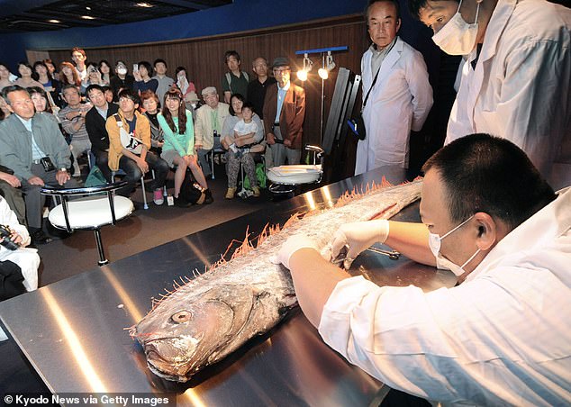ماهی های مرموز هشداری بر وقوع سونامی در ژاپن