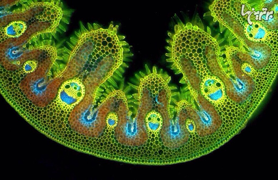 منظره عجیب و باورنکردنی چیزهای عادی زیر میکروسکوپ!