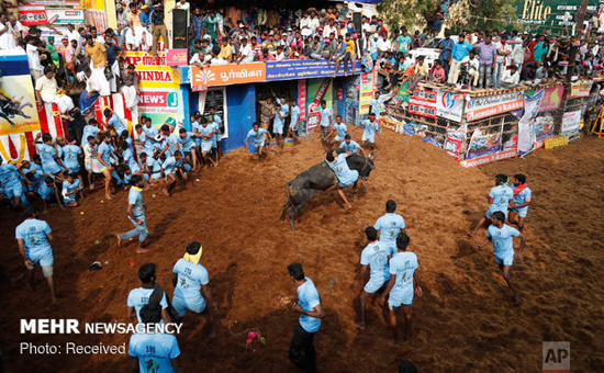 جشنواره گاوبازی در هند +عکس
