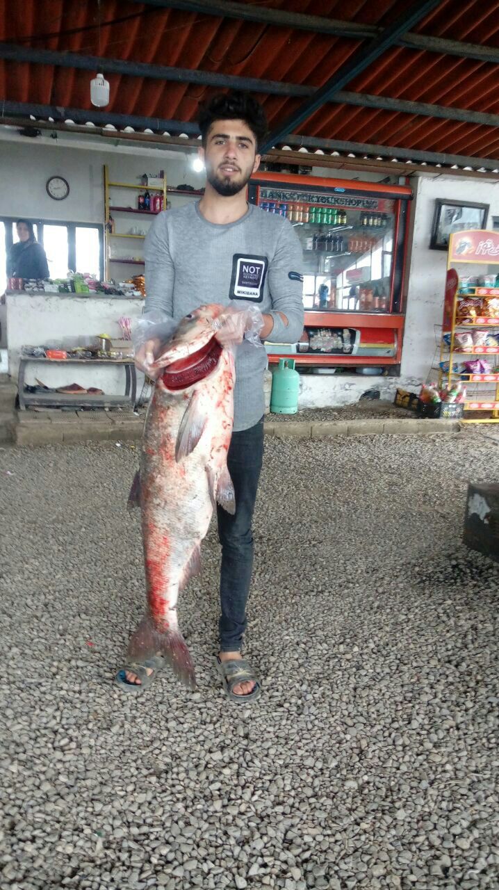 صید ماهی ۲۰ کیلویی در مازندران+عکس