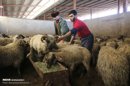 گوسفندان رومانیایی در تهران+عکس