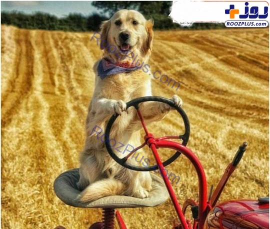 سگی که برای کمک به صاحبش در مزرعه تراکتور می‌راند+عکس