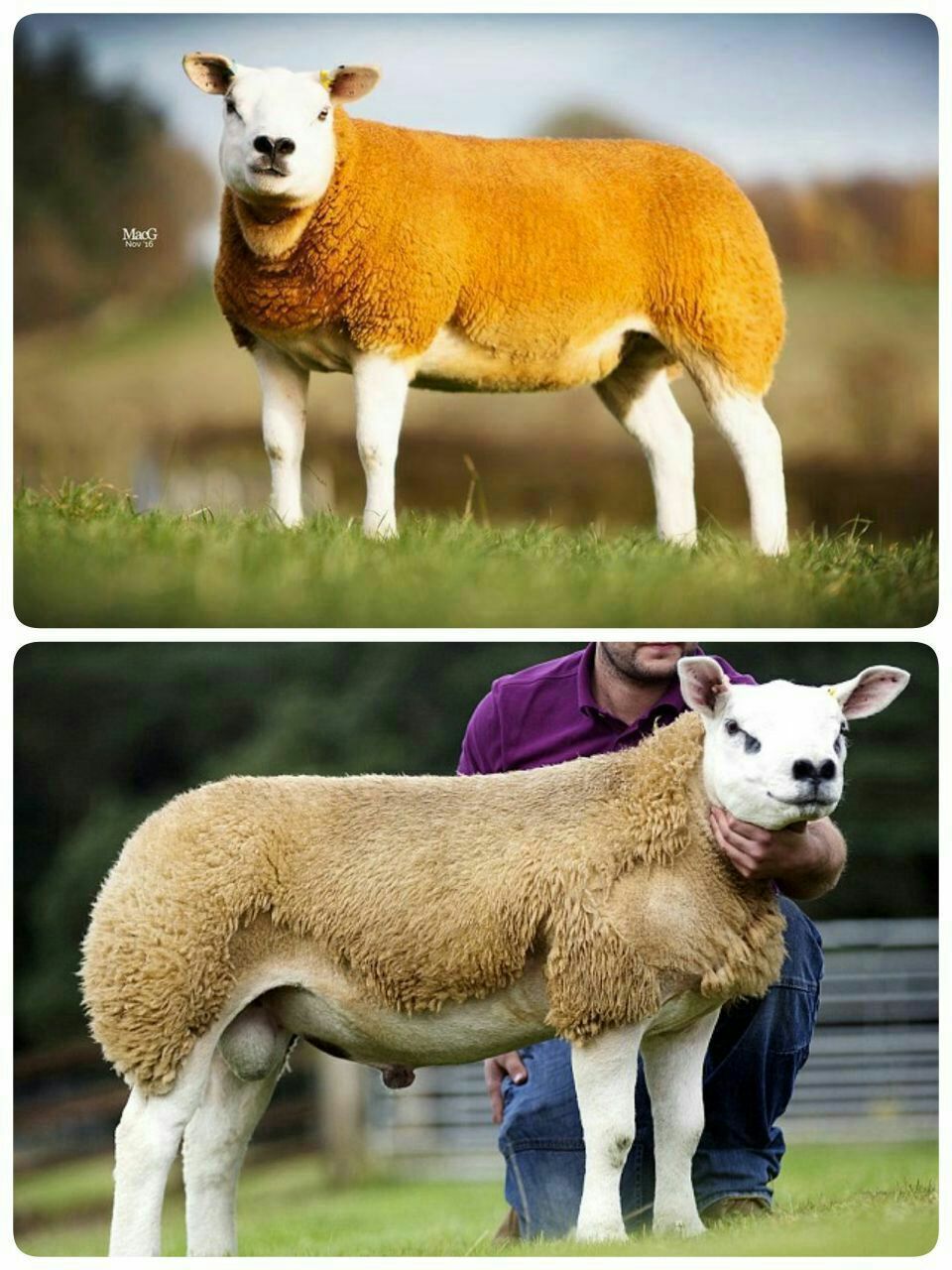 گران‌ترین نژاد گوسفند را بشناسید+ عکس
