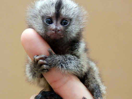 کوچک‌ترین حیوانات دنیا؛ از کوسه‌های یک وجبی تا خفاش‌های بند انگشتی