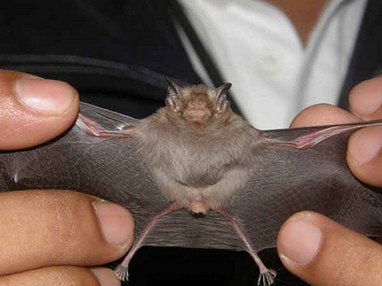 کوچک‌ترین حیوانات دنیا؛ از کوسه‌های یک وجبی تا خفاش‌های بند انگشتی