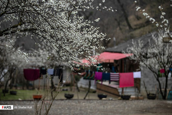 شکوفه‌های بهاری در گیلان+عکس