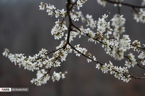 شکوفه‌های بهاری در گیلان+عکس