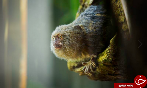 کوچکترین میمون جهان سوژه نشنال جئوگرافیک شد +عکس