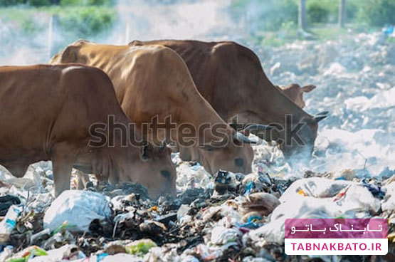 زباله‌هایی که بلای جان حیوانات می‌شوند