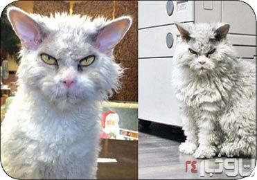 عصبانی‌ترین گربه دنیا +عکس