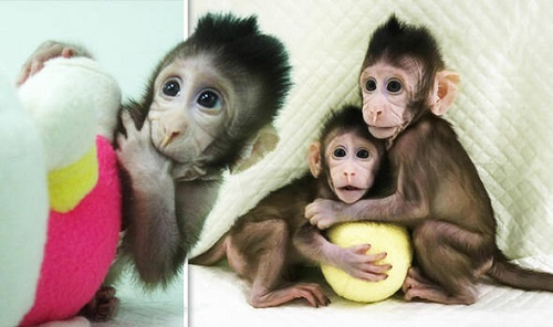تولد ۵ میمون شبیه‌ سازی‌ شده در چین+عکس