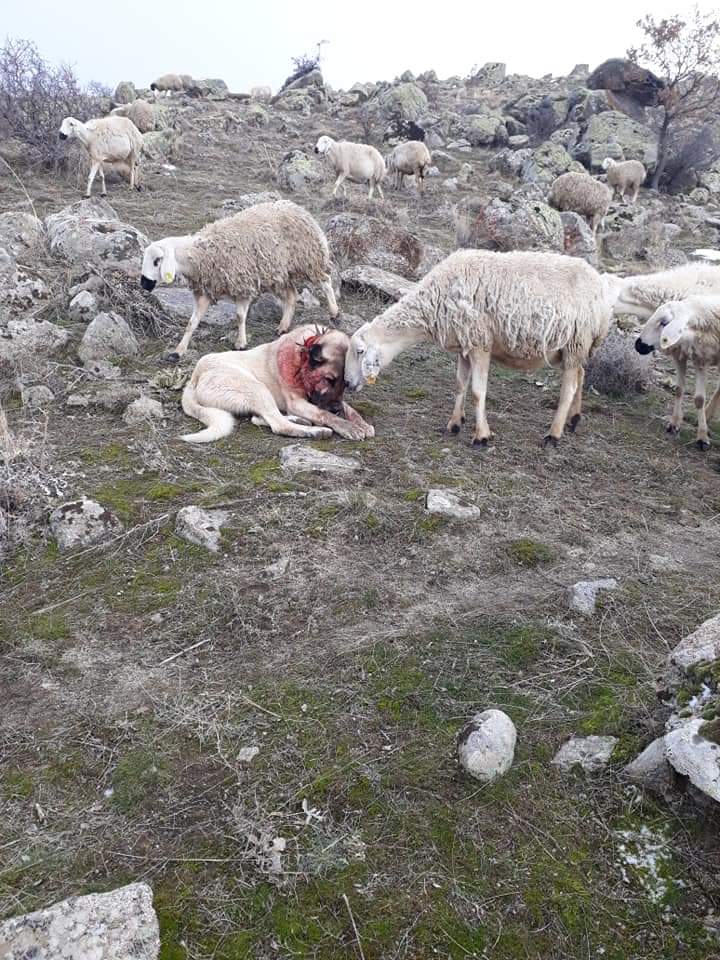همدردی گوسفند با سگ گله زخمی +عکس
