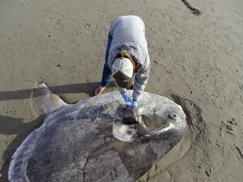 کشف ماهی نادر غول پیکر در کالیفرنیا +عکس
