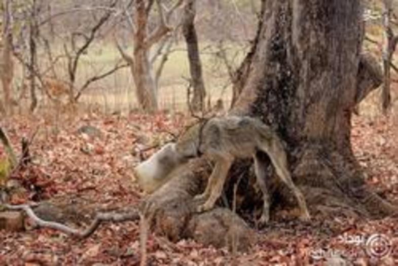 تصاویری تامل برانگیز از یک گرگ