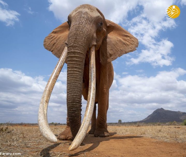 این فیل بلندترین عاج را در جهان دارد +تصاویر