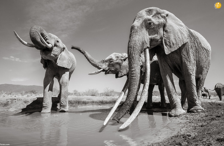 این فیل بلندترین عاج را در جهان دارد +تصاویر