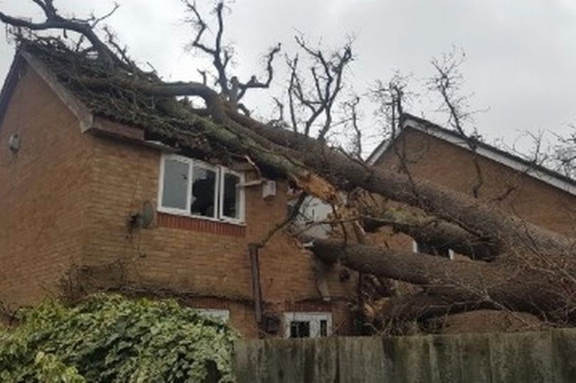 سقوط عجیب درخت بر سقف خانه‌ای در انگلیس +تصاویر