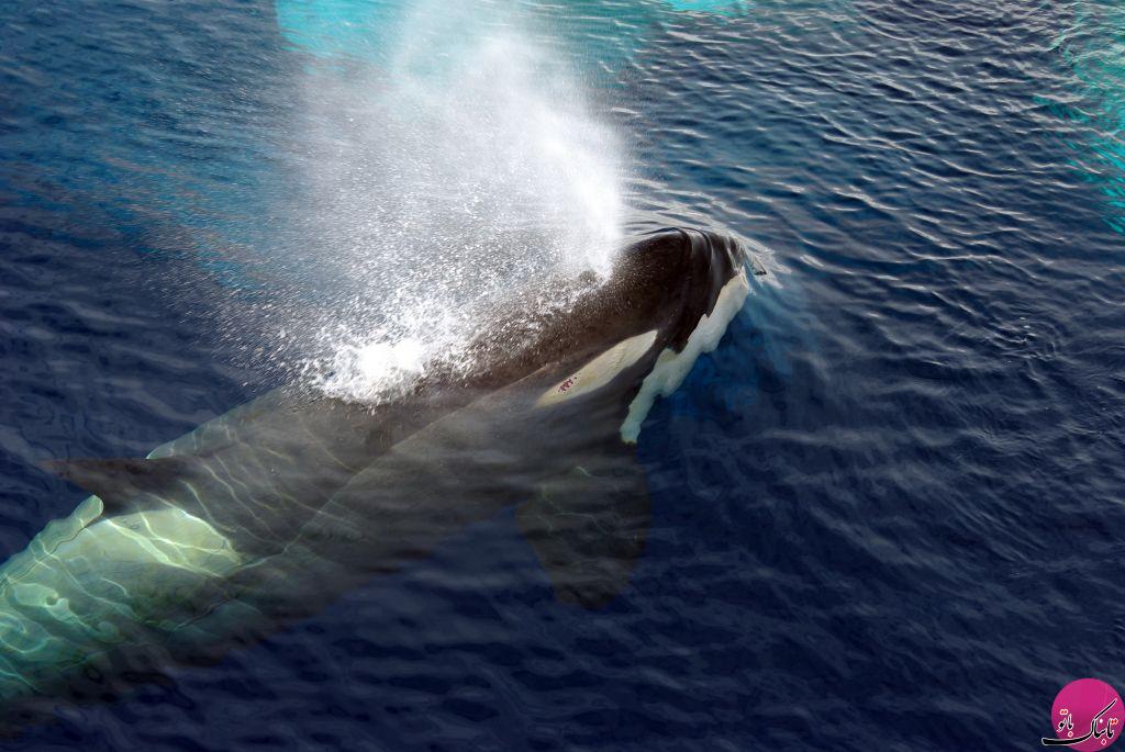 اولین نهنگ قاتلی که مثل انسان حرف می زند!