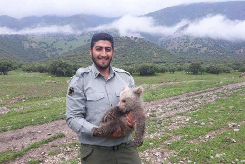 توله خرس سرگردان در «سفیدکوه» پیدا شد +عکس