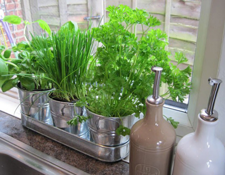 گیاهان مخصوص آشپزخانه