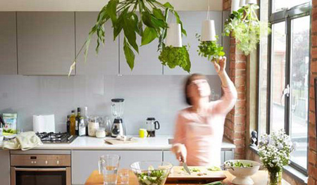 گیاهان مخصوص آشپزخانه
