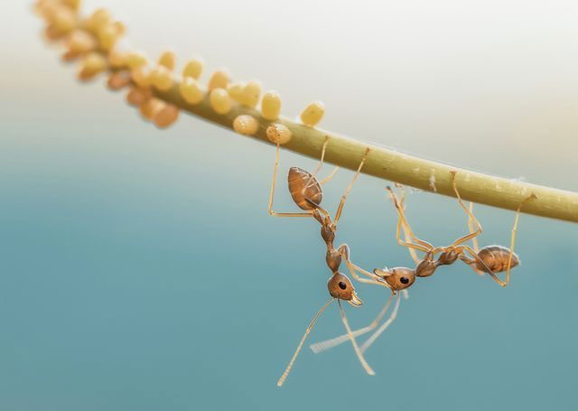 عکس روز نشنال جئوگرافیک؛ راه رفتن مورچه‌ها