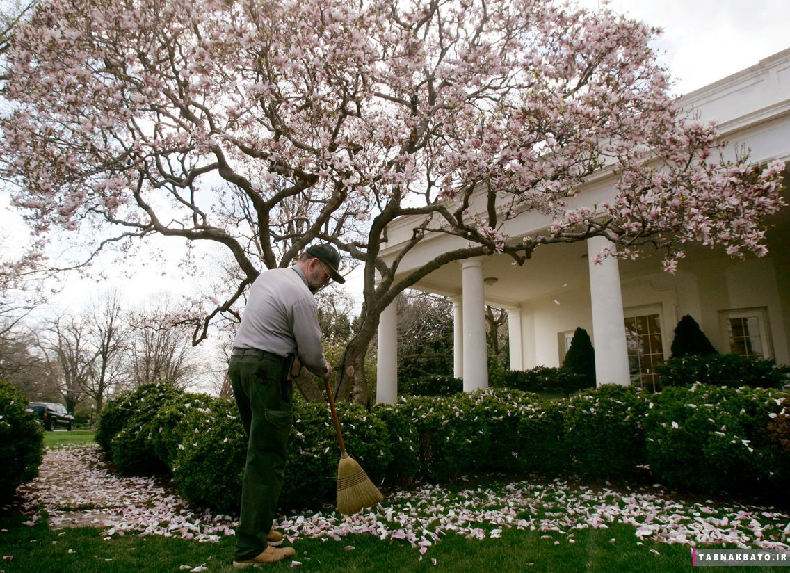 تصاویر کمتر دیده شده از باغ های کاخ سفید‌